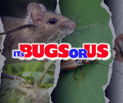 Pest Control Services by ItS Bugs Or Us Pest Control - Fort Worth in Fort Worth